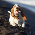 Awww Basset Hounds are so sO SO  cute.